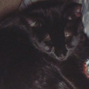 Meet your Posher, Cody